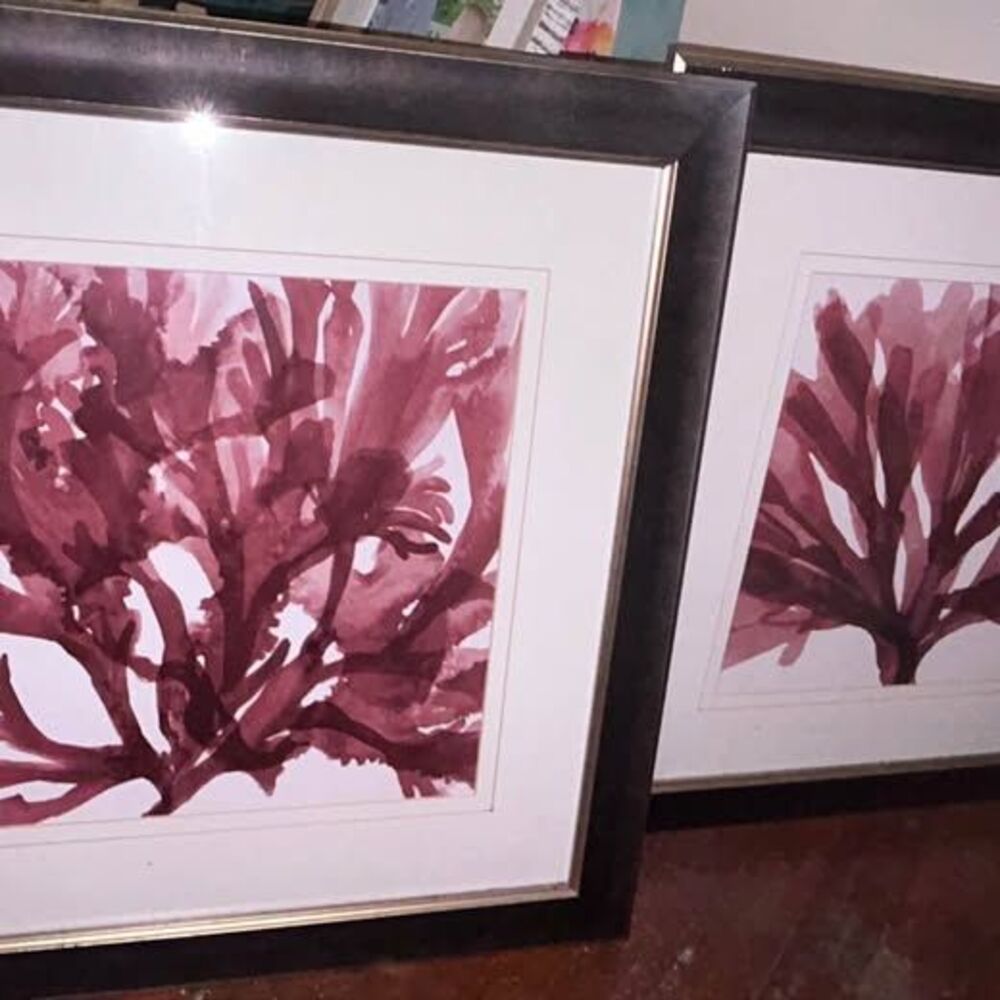 Set of 2 Botanical Sea Plant Life Framed Prints
- Gorgeous Heavy Matted Pictures